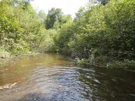 Tag Alders providing to much stream side canopy