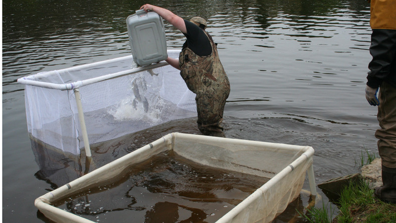 Tagged trout are brought to recovery pen in river