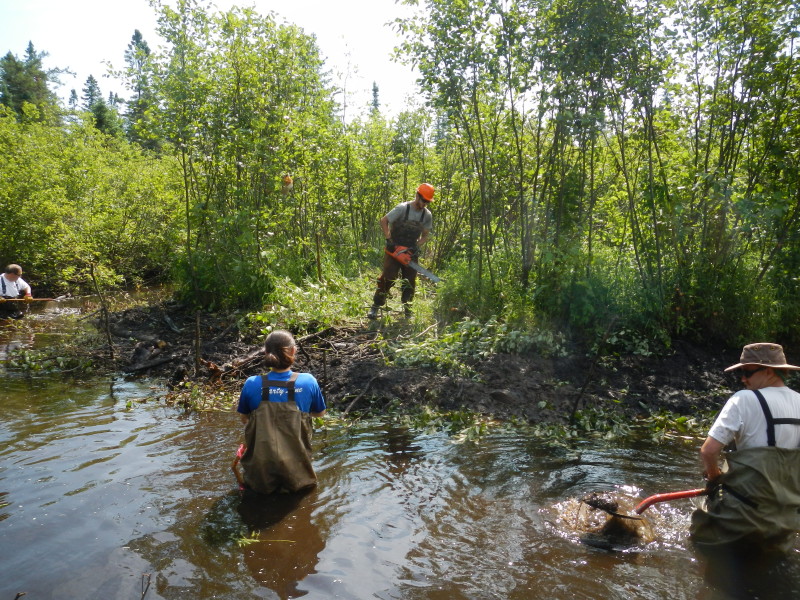 Workers cutting alders and shoveling sediment