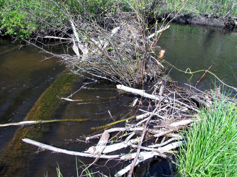 Beaver dam before removal