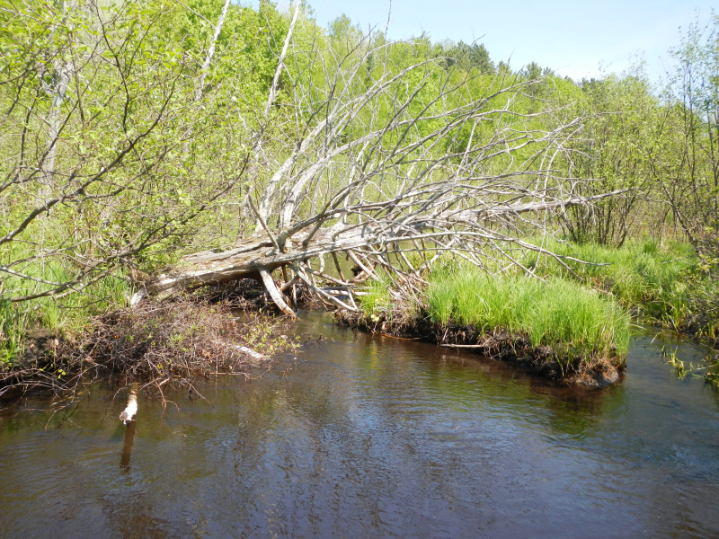 Cedar tree trout cover jammed with beaver sticks