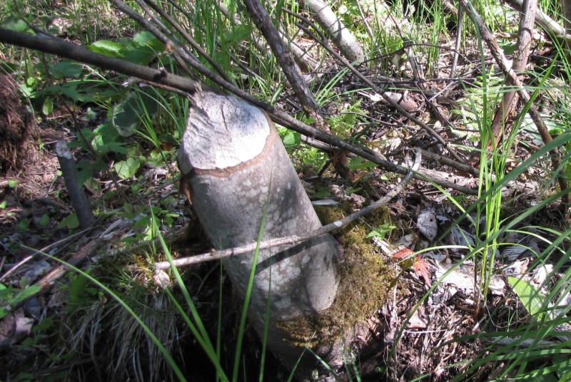 Beaver's work on good sized tree