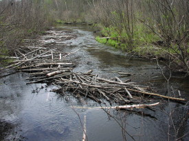 Beaver Food cache obstructs flow