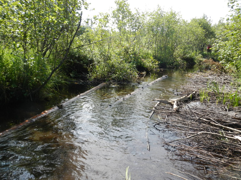 Prior years log placements and bundling providing cover and stream sediment capture