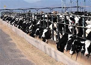Cows packed in tight (CAFO)
