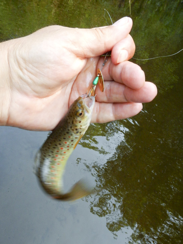 Even a little brown trout got into the action