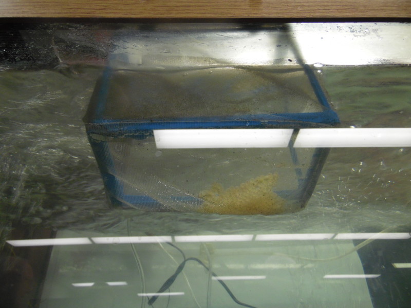The netted eggs go into the aquarium