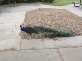 Mr. Peacock had to check out the fun