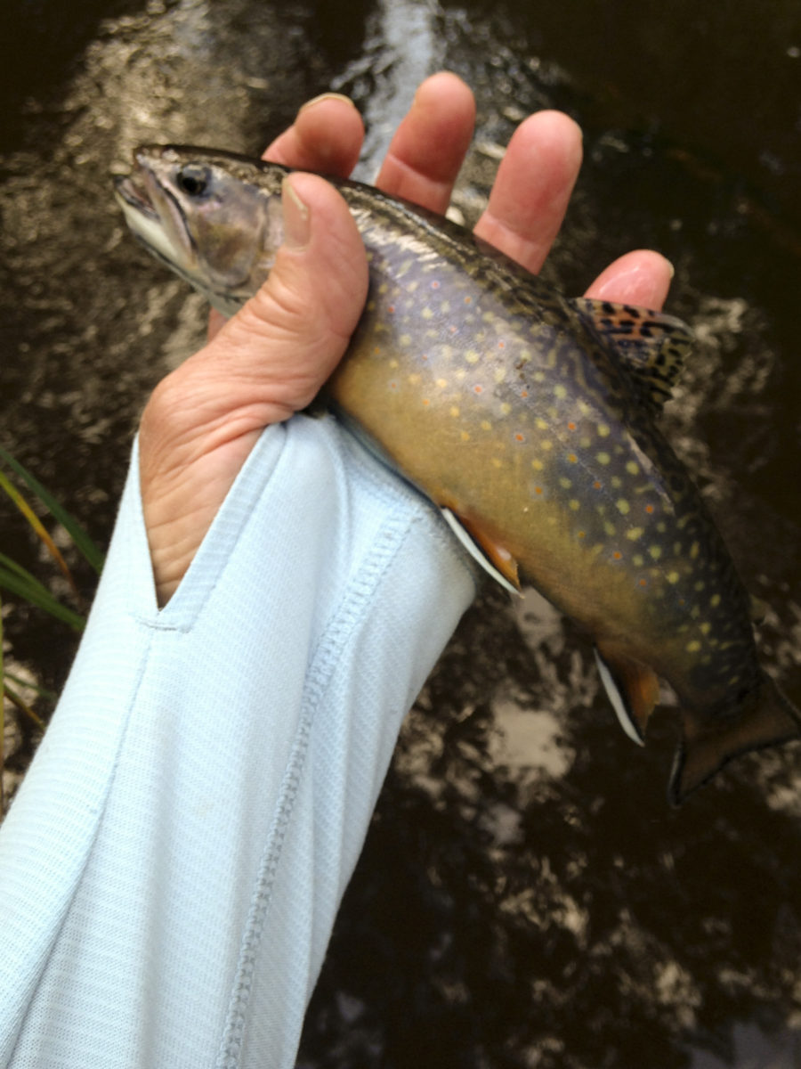 Eagle Creek holds some beautiful Brook Trout