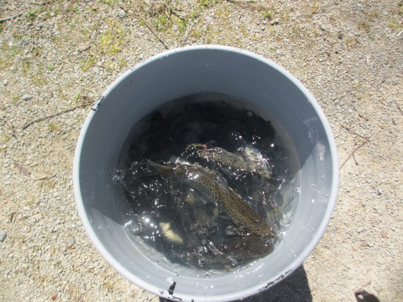 Bucket O 10 inch Brown Trout